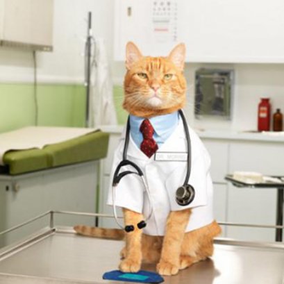 5 วิธีป้องกันโรคหัวใจในแมว